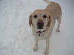 Augie