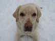Bailey