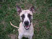 Bailey
