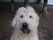 Bailey