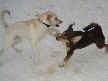 Baxter and Becca
