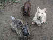 Baxter, Sydney and Cooper