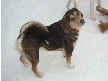 Baxter