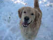 Baxter