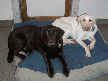 Bentley and Summit