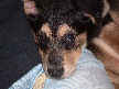 Beowoof