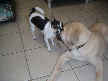 Blackberry and Tanner