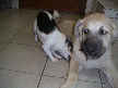 Blackberry and Tanner
