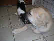 Blackberry and Tanner