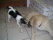 Blackberry and Tanner