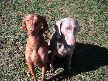 Boone and Scout