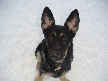 Brady