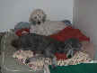 Buddy and Brandy