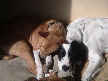 Buddy and Ruger