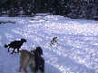Chase 1