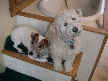 Chester and Molly