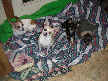 Chico, Lucy, Ebbi and Walle