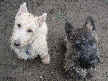 Cooper and Baxter