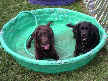 Cooper and Onyx