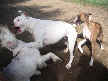 Dolly, Wilson and Adrienne