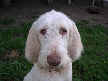 Dolly