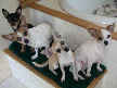Ebbi, Chico, Lucy and Tinkerbell