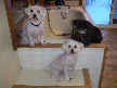 Einstein, Delilah and Samson