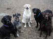 Emma, Baxter, Miss Molly, Crocker and Liberty