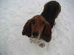 Fred