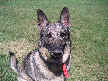 Gracie