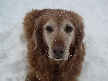 Holly