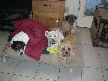 Jackie, Lily, Gracie and Gigi