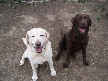 Joey and Lucy