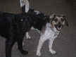 Lacey and Blue