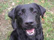 Lacey