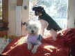 Lily and Aristotle