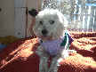 Lily