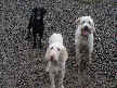 Lucy, Dolly and Cooper