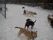 Lucy, Thrasher and Sam