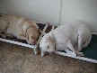Maggie and Murphy