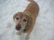Maggie