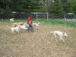 Meghan and Yellow Labs
