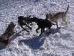 Mickey, Gunner, Chipper and Addie