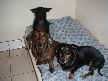Mopsey, Sidney and Gracie