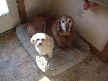 Moxie and Holly