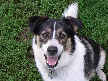 Nellie