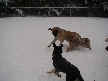 Nigel, Brady and Mickey