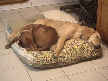 Penny and Dublin