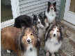 Pixie, Emmy, Mac and Sam