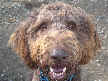 Rufus
